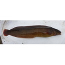 Pholidapus dybowskii (Steindachner, 1880)