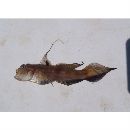 Bollmannia ocellata Gilbert, 1892