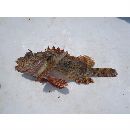 Scorpaena mystes Jordan et Starks, 1895