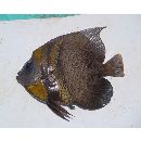 Pomacanthus zonipectus (Gill, 1862)