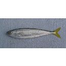 Oligoplites refulgens Gilbert et Starks, 1904