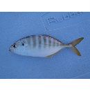 Caranx vinctus Jordan et Gilbert, 1882