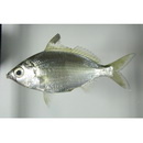 Eucinostomus currani Zahuranec, 1980