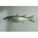 Mugil curema Valenciennes, 1836