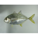 Caranx caninus Gunther, 1867