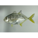 Caranx caninus Gunther, 1867