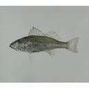 ハエムロプシス・レウキスクス