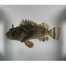 Scorpaena mystes Jordan et Starks, 1895