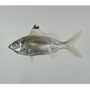 Eucinostomus currani Zahuranec, 1980