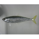 Oligoplites refulgens Gilbert et Starks, 1904