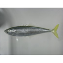 Oligoplites refulgens Gilbert et Starks, 1904