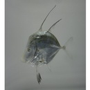 Selene brevoortii (Gill, 1863)