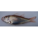 Acropoma japonicum Gunther, 1859