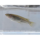 Oryzias latipes (Temminck et Schlegel, 1846)