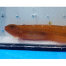 Zoarchias major Tomiyama, 1972