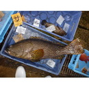 Epinephelus lanceolatus (Bloch, 1790)