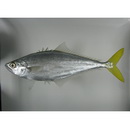 Oligoplites saurus (Bloch et Schneider, 1801)