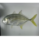 Caranx caninus Gunther, 1867