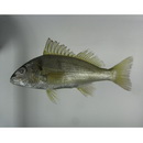 ハエムロプシス・レウキスクス