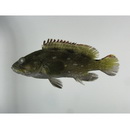 Epinephelus labriformis (Jenyns, 1840)