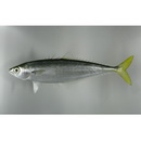 Oligoplites refulgens Gilbert et Starks, 1904