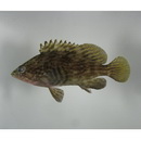 Alphestes multiguttatus (Gunther, 1867)