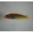 Halichoeres dispilus (Gunther, 1864)