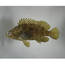 Alphestes multiguttatus (Gunther, 1867)