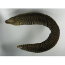 Muraena lentiginosa Jenyns, 1842