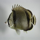 イースト・パシフィック・バタフライフィッシュ