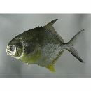 Trachinotus kennedyi Steindachner, 1876