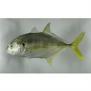 Caranx caninus Gunther, 1867