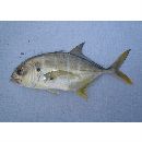 Caranx caninus Gunther, 1867