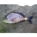 ハエムロン・スクッデリィ