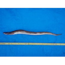 Conger myriaster (Brevoort, 1856)