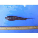 Repomucenus huguenini (Bleeker, 1858-1859)