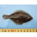 Pleuronectes yokohamae Gunther, 1877