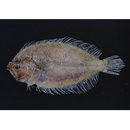 Pseudorhombus pentophthalmus Gunther, 1862