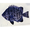 Oplegnathus fasciatus (Temminck et Schlegel, 1844) X Oplegnathus punctatus (Temminck et Schlegel, 1844)