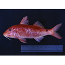 Parupeneus spilurus (Bleeker, 1854)