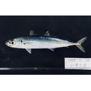 Decapterus macrosoma Bleeker, 1851