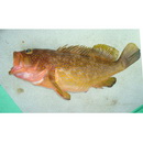 Epinephelus akaara (Temminck et Schlegel, 1842)