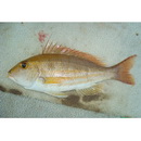 Lethrinus genivittatus Valenciennes, 1830