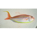 Nemipterus bathybius Snyder, 1911