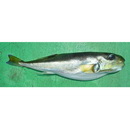 Lagocephalus spadiceus (Richardson, 1845)