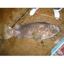 Epinephelus lanceolatus (Bloch, 1790)