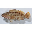 Epinephelus hexagonatus (Forster, 1801)