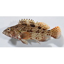 Epinephelus hexagonatus (Forster, 1801)
