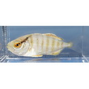 Seriola dumerili (Risso, 1810) or S. rivoliana Valenciennes, 1833