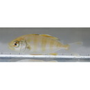 Seriola dumerili (Risso, 1810) or S. rivoliana Valenciennes, 1833